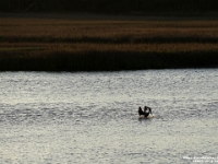 28829RoCrLe - Vacation at Kiawah Island, SC - Pelican, fishing   Each New Day A Miracle  [  Understanding the Bible   |   Poetry   |   Story  ]- by Pete Rhebergen